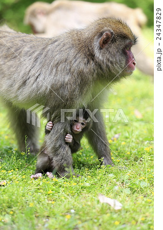 猿 24347829