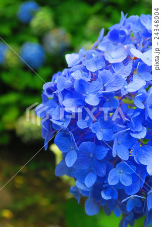 西洋アジサイの花 24348004