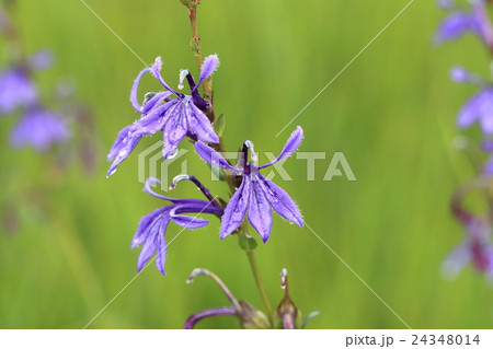 サワギキョウ サワギキョウ 24348014