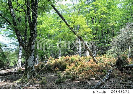 天城山　馬酔木若葉 24348175