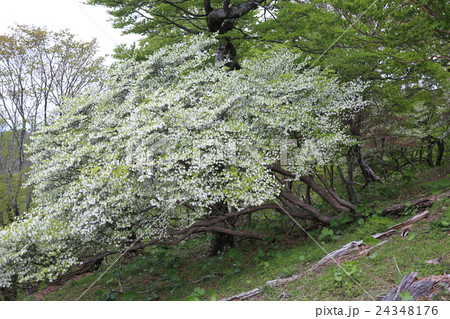 檜洞丸　シロヤシオ大木 24348176