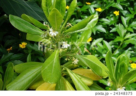 クサトベラ 24348375