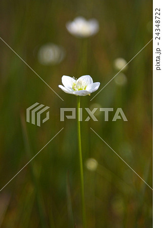 ウメバチソウ ウメバチソウ 24348722