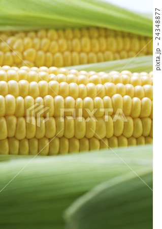 とうもろこし 24348877