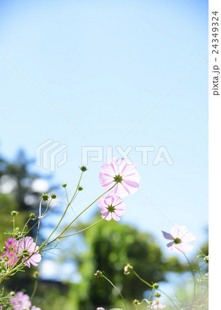 コスモスと青空(北海道 由仁町) コスモスと青空(北海道 由仁町) 24349324