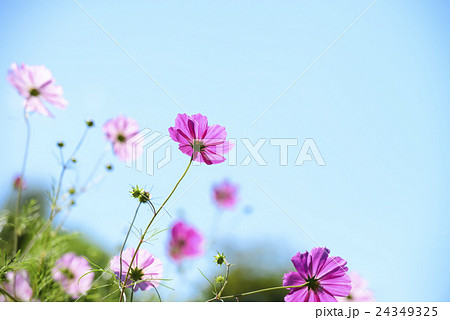 コスモスと青空(北海道 由仁町) コスモスと青空(北海道 由仁町) 24349325