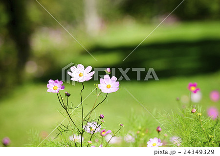 コスモス(北海道 由仁町) コスモス(北海道 由仁町) 24349329