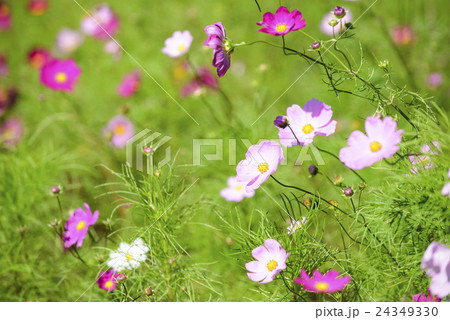 コスモス(北海道 由仁町) コスモス(北海道 由仁町) 24349330