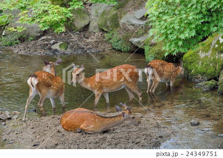 水浴びする鹿達 24349751