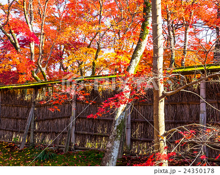 宝厳院　獅子吼の庭の紅葉 24350178