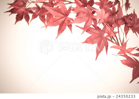 紅葉 紅葉 24350233