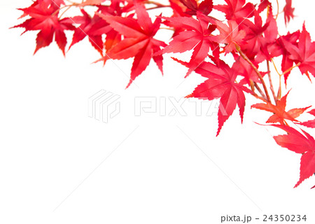 紅葉 24350234
