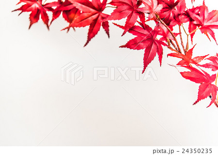 紅葉 紅葉 24350235
