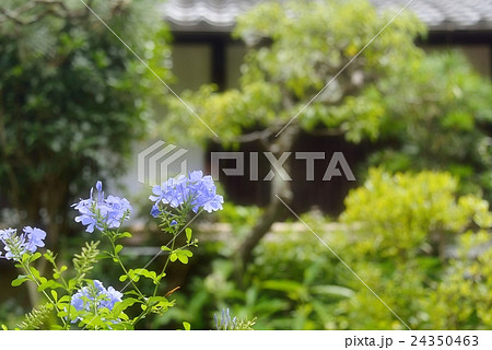 青花と庭園 24350463