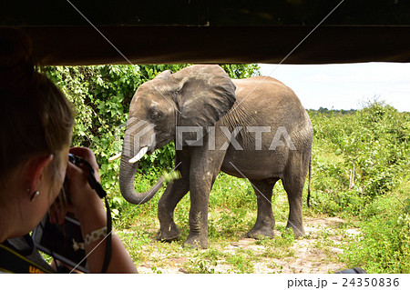 アフリカ野生動物ゾウ01 24350836