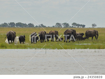 アフリカ野生動物ゾウ04 24350839