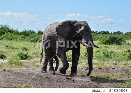 アフリカ野生動物ゾウ06 アフリカ野生動物ゾウ06 24350843