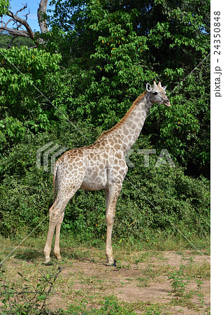 アフリカ野生動物キリン05 アフリカ野生動物キリン05 24350848