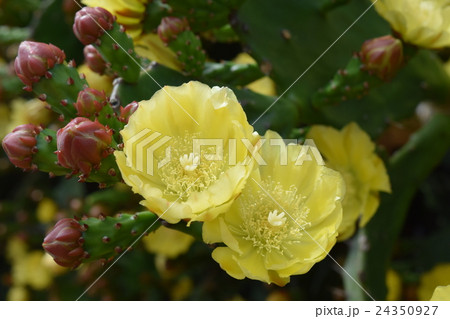 ウチワサボテン ウチワサボテン 24350927