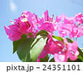 青空と南国の花ブーゲンビリア 24351101
