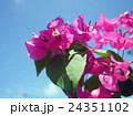 青空と南国の花ブーゲンビリア 24351102