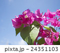 青空と南国の花ブーゲンビリア 24351103