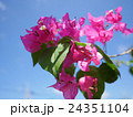 青空と沖縄の花ブーゲンビリア 24351104