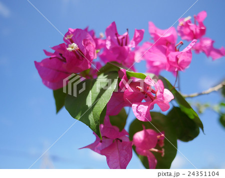 青空と沖縄の花ブーゲンビリアの写真素材