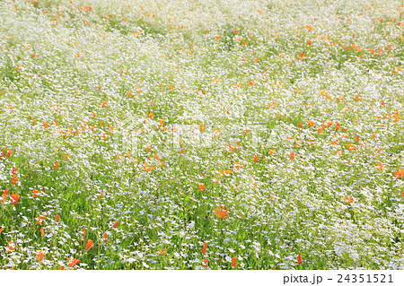 かすみ草のお花畑の写真素材 24351521 Pixta