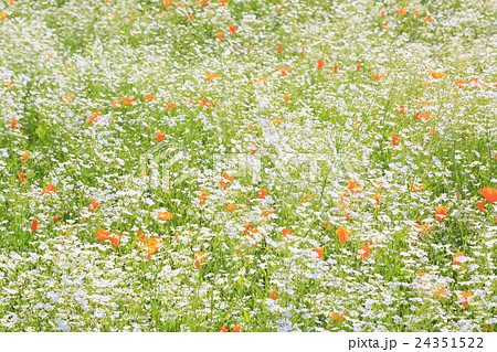 かすみ草とポピーのお花畑の写真素材