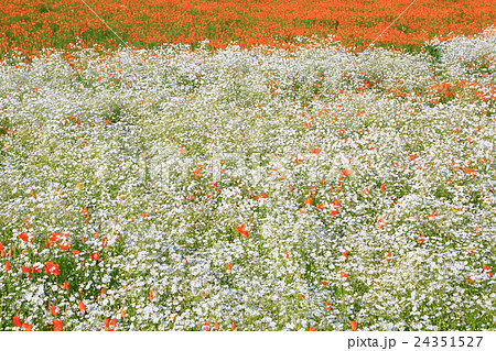 かすみ草のお花畑の写真素材