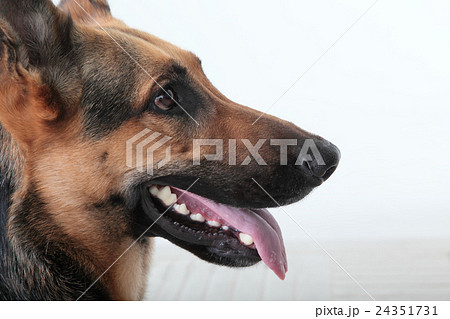 犬 大型犬 顔 アップ 横顔の写真素材