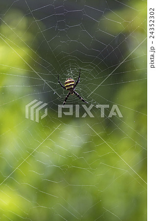 コガネグモ コガネグモ 24352302