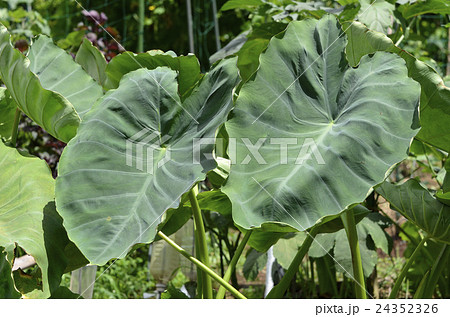 サトイモ畑 24352326