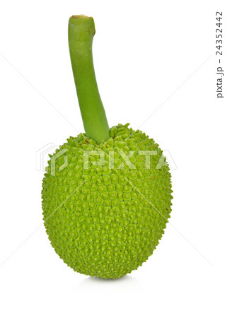 breadfruit isolate on white background breadfruit isolate on white background 24352442