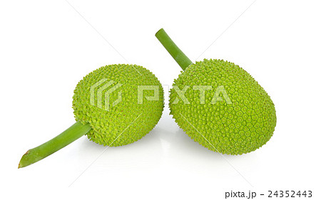 breadfruit isolate on white background 24352443