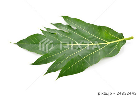 Breadfruit leaf on white background Breadfruit leaf on white background 24352445