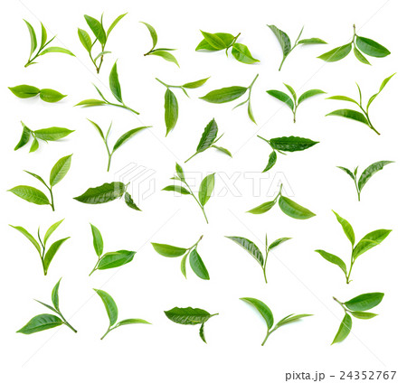 Green tea leaf isolated on white background Green tea leaf isolated on white background 24352767