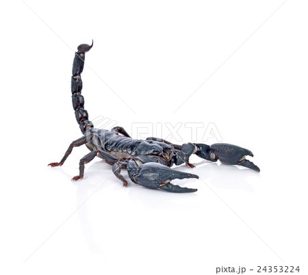 Scorpion on white background 24353224