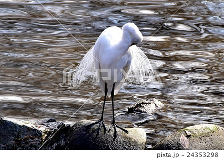 東京都三鷹市の野鳥 三鷹仙川河岸岩場で羽根をつくろうダイサギ 東京都三鷹市の野鳥 三鷹仙川河岸岩場で羽根をつくろうダイサギ 24353298