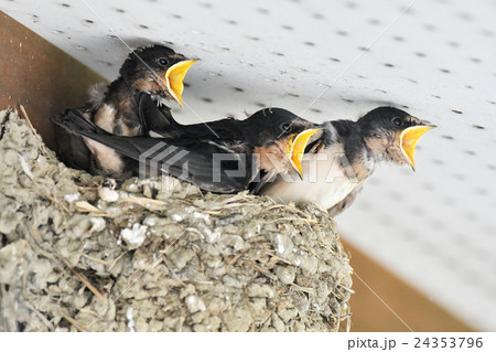 ツバメの雛 ツバメの雛 24353796