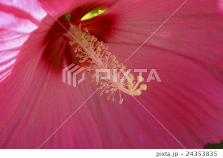 タイタンビカス・アドニス　 24353835