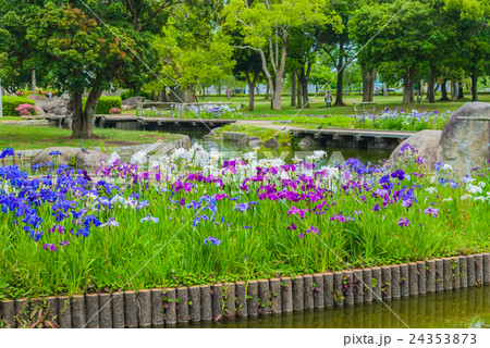 霞ヶ浦総合公園 菖蒲 霞ヶ浦総合公園 菖蒲 24353873