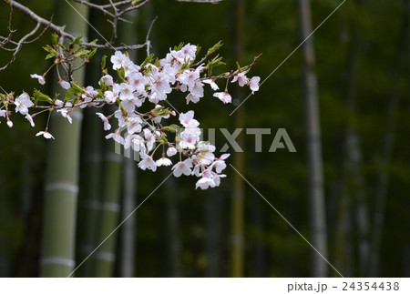 桜の花 24354438