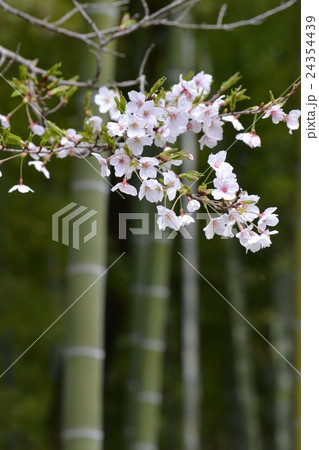桜の花 24354439
