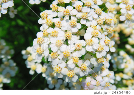 セイヨウノコギリソウ ヤロウ の花の写真素材