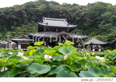 三室戸寺 - 蓮 24354557