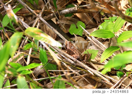 エゾアカガエル 24354863