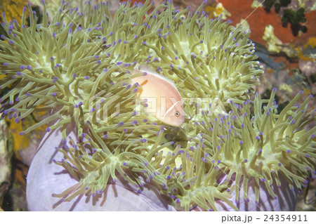 ハナビラクマノミ 24354911