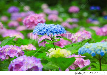 紫陽花の花 紫陽花の花 24354969